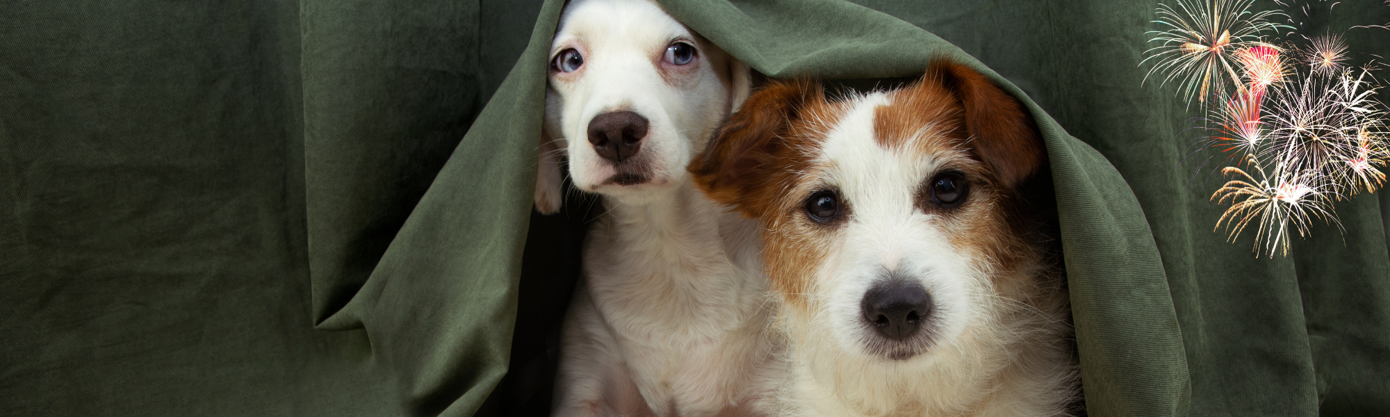 vuurwerkangst bij jouw hond voorkomen
